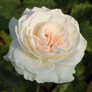Bijela - Ruža - Szent Margit - Narudžba ruža
